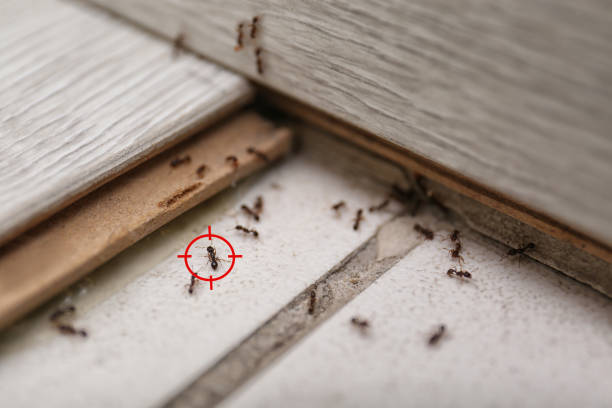 Best Pest Control Near Me in Maryville, MO
