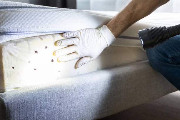Professional Pest Control in Maryville, MO