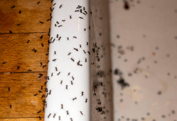 Best Pest Control for Homes  in Maryville, MO