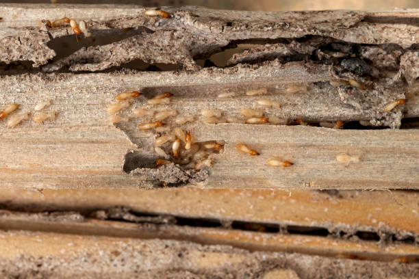 Best Pest Control Near Me  in Maryville, MO