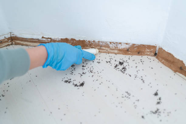 Best Pest Inspection Near Me  in Maryville, MO